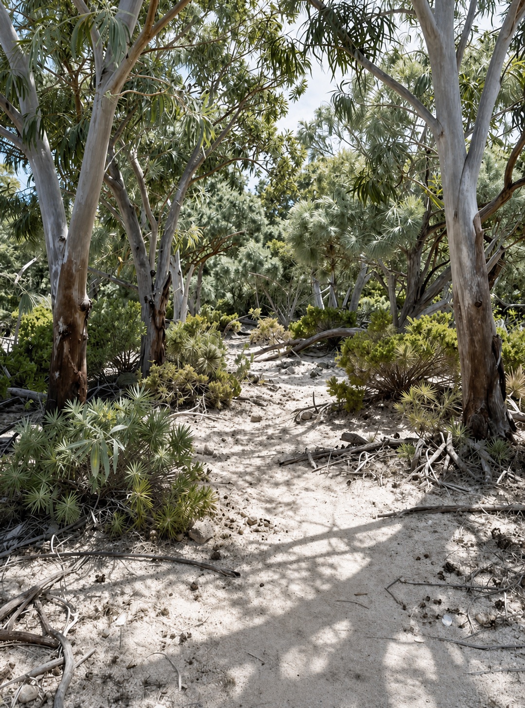 Sandy path through native trees near Mandurah