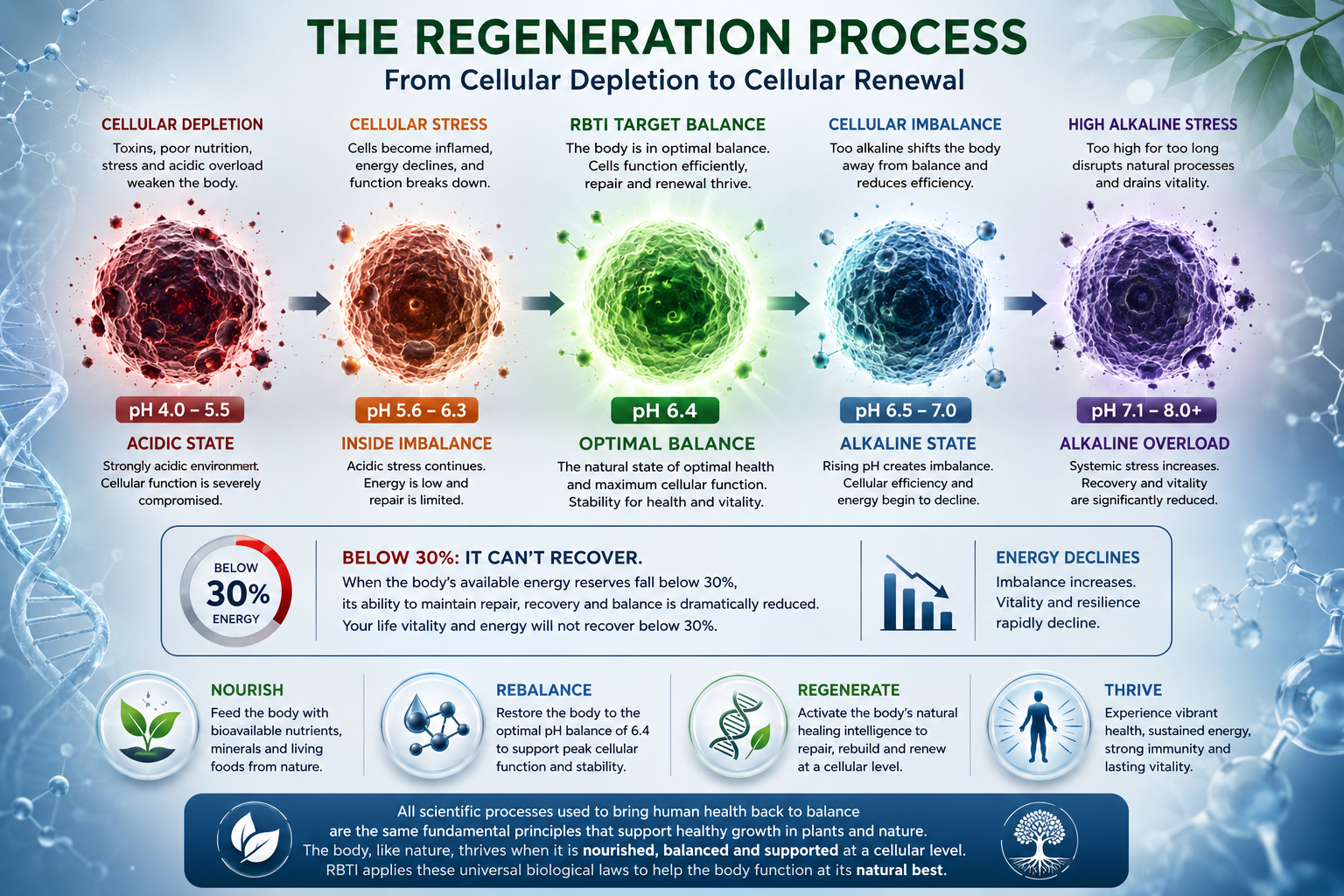 Conceptual regeneration process illustration showing a sequence of coloured cellular states and wellness-support themes